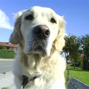 Golden retriever Sille