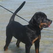 Rottweiler Zakoda Enzo