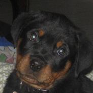 Rottweiler Zakoda Enzo