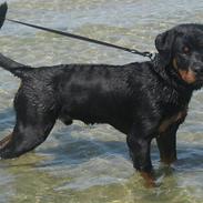 Rottweiler Zakoda Enzo