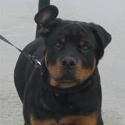 Rottweiler Zakoda Enzo