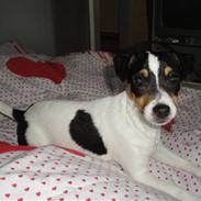 Dansk svensk gaardhund Minnie