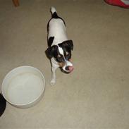 Dansk svensk gaardhund Minnie