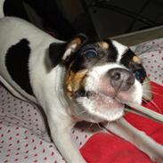 Dansk svensk gaardhund Minnie