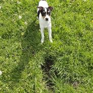 Dansk svensk gaardhund Minnie