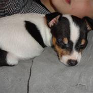 Dansk svensk gaardhund Minnie