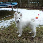 Samojedhund Mille