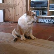 Engelsk bulldog Bertil R.I.P