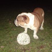 Engelsk bulldog Bertil R.I.P