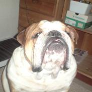 Engelsk bulldog Bertil R.I.P