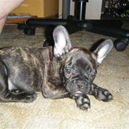 Fransk bulldog Bette