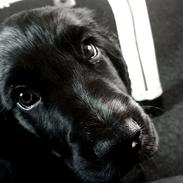 Cocker spaniel Victor