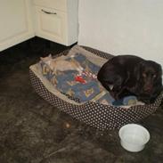 Blanding af racer Princess Lea