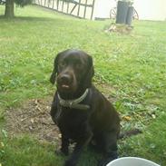 Blanding af racer Princess Lea