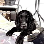 Cocker spaniel Victor