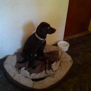 Blanding af racer Princess Lea