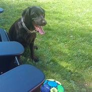 Blanding af racer Princess Lea