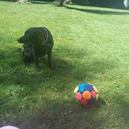 Blanding af racer Princess Lea