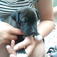 Blanding af racer Vera