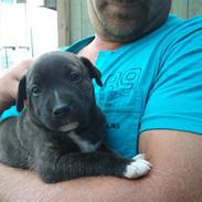 Blanding af racer Vera