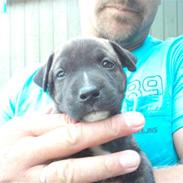 Blanding af racer Vera