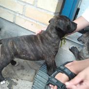 Blanding af racer Vera