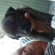 Blanding af racer Vera