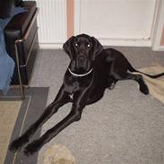 Grand danois Ferdinand