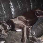 Grand danois Ferdinand