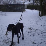 Grand danois Ferdinand