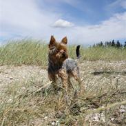 Yorkshire terrier Futte