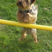 Yorkshire terrier Futte