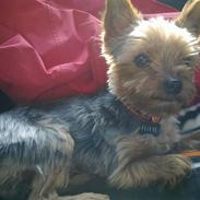 Yorkshire terrier Futte