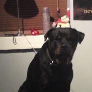 Rottweiler Effie Vom Bonzi Star