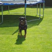 Rottweiler Effie Vom Bonzi Star