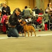 Staffordshire bull terrier Micky. (Belila´s Andy)