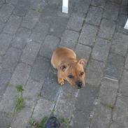 Staffordshire bull terrier Micky. (Belila´s Andy)