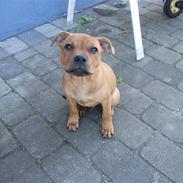 Staffordshire bull terrier Micky. (Belila´s Andy)