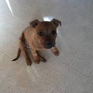 Staffordshire bull terrier Micky. (Belila´s Andy)