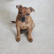 Staffordshire bull terrier Micky. (Belila´s Andy)