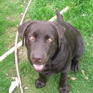 Labrador retriever Kenai