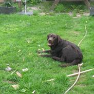 Labrador retriever Kenai