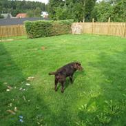 Labrador retriever Kenai