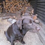 Labrador retriever Kenai