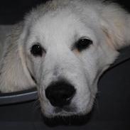 Golden retriever Walde