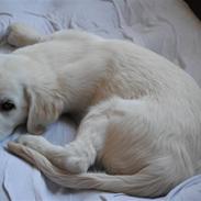 Golden retriever Walde