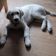 Golden retriever Walde