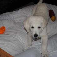 Golden retriever Walde