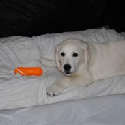 Golden retriever Walde