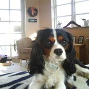 Cavalier king charles spaniel Charlie